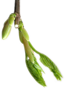 Germogli